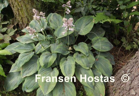 Hosta Devil's Advocate